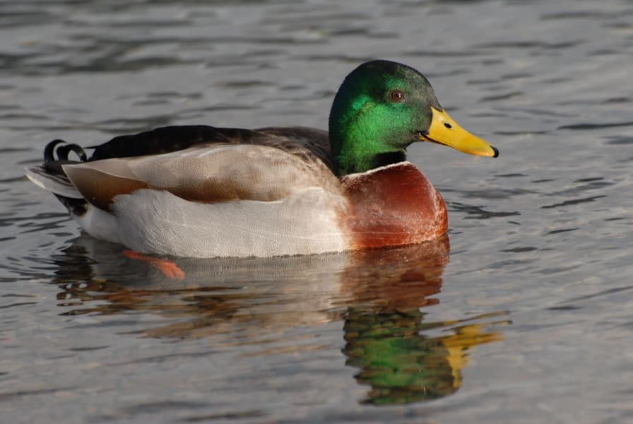 Mallard photo