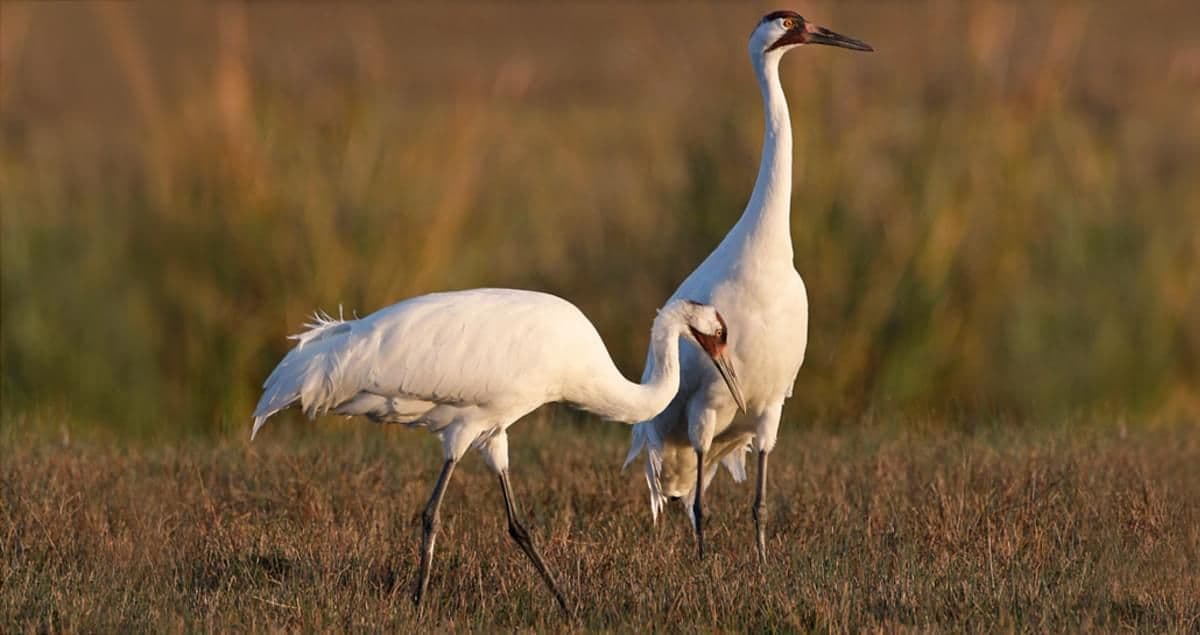 Whooping Crane photo