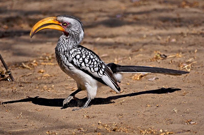 Southern Yellow-billed Hornbill photo