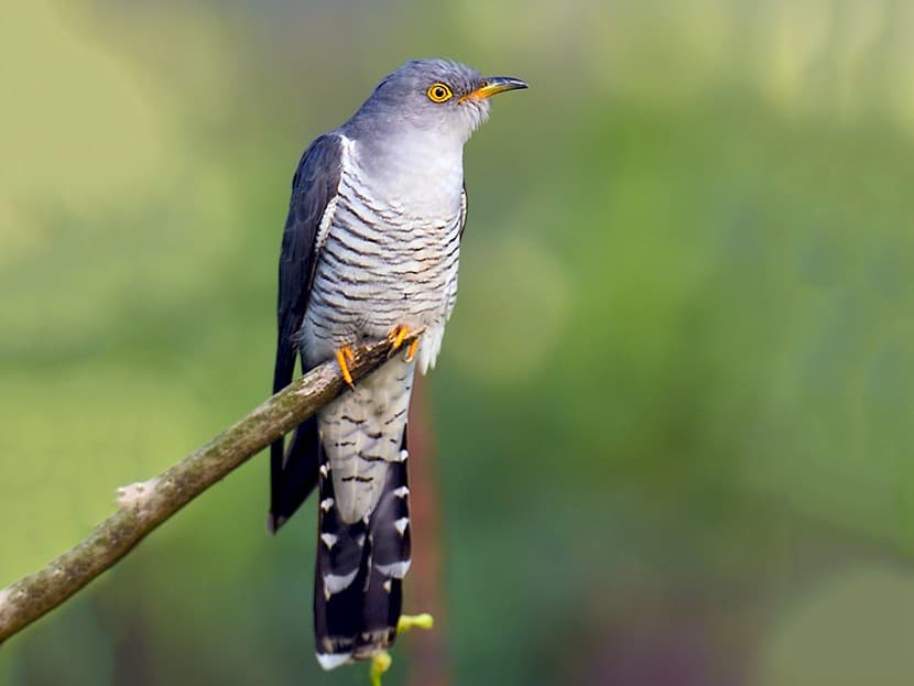 Common Cuckoo photo