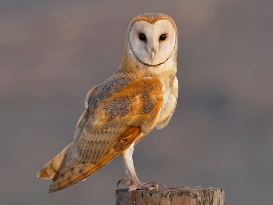 Barn Owl photo