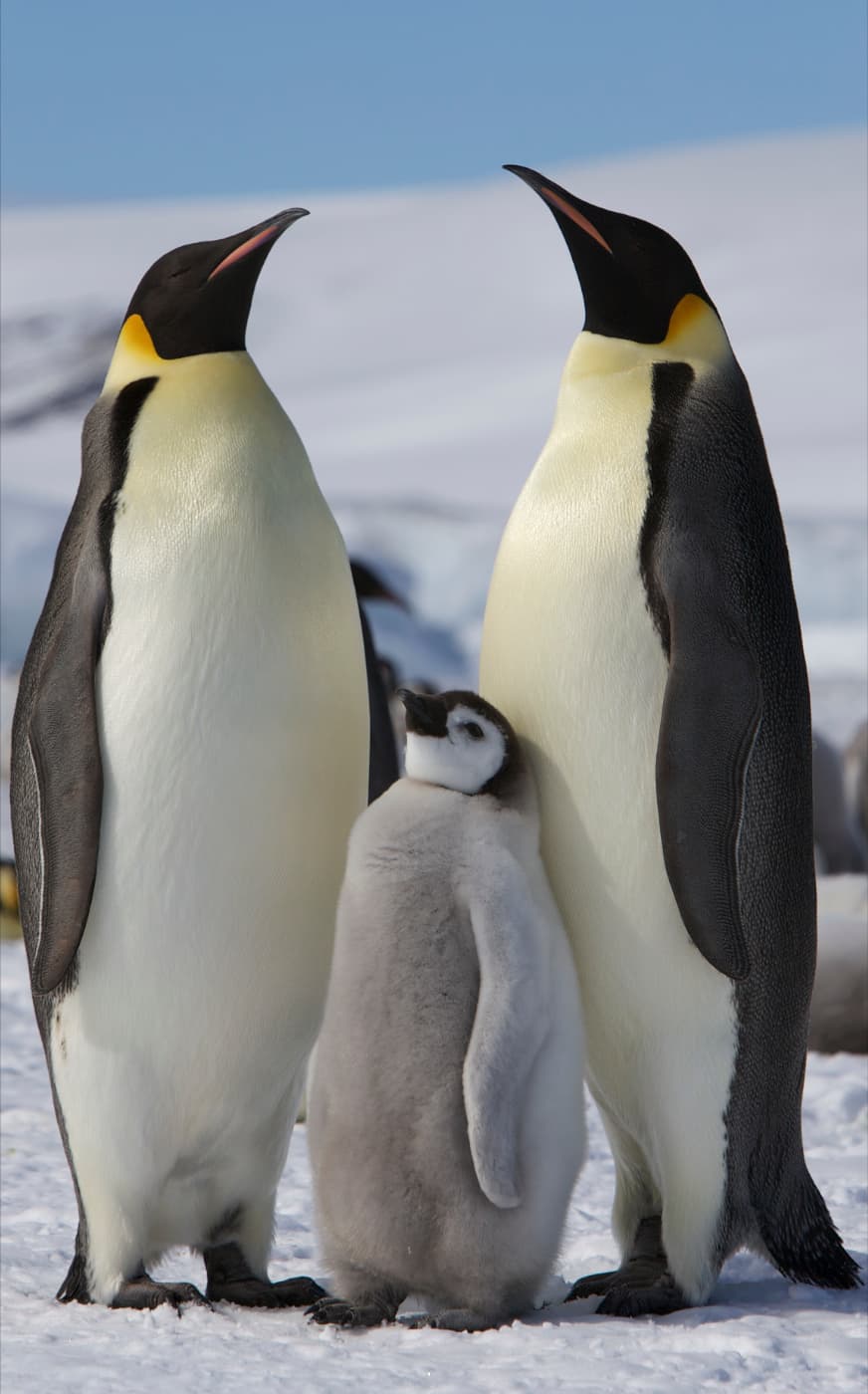 Emperor Penguin photo