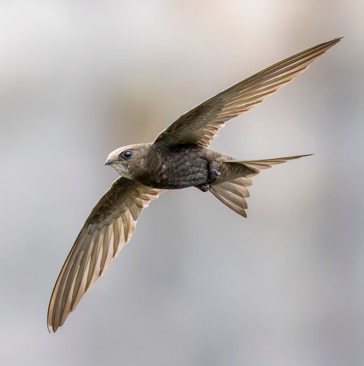 Common Swift photo