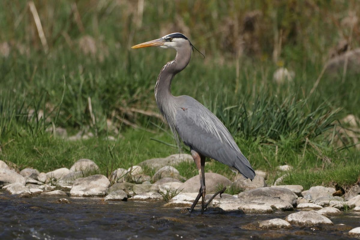 Great Blue Heron photo