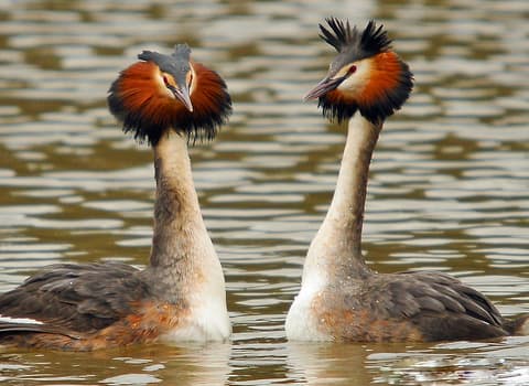 Great Crested Grebe photo