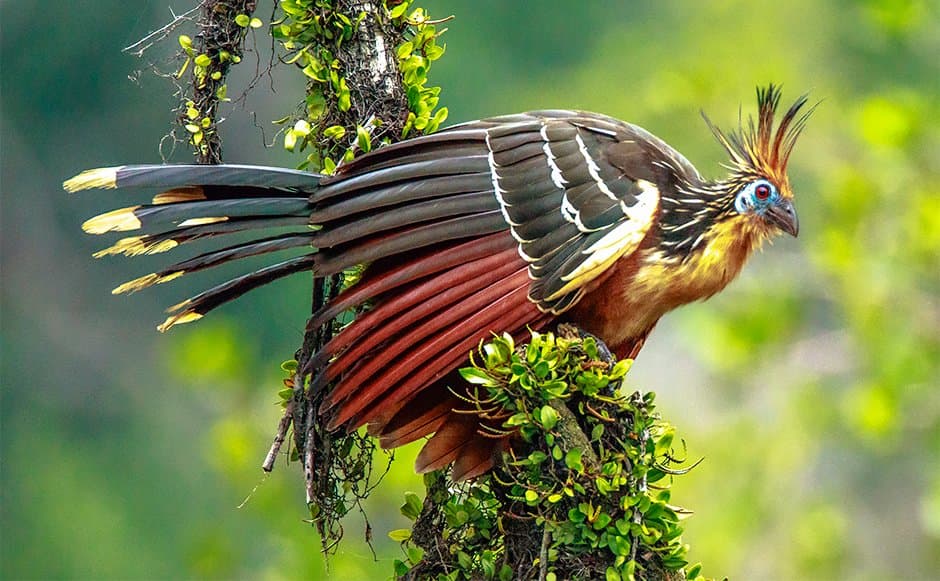 Hoatzin photo