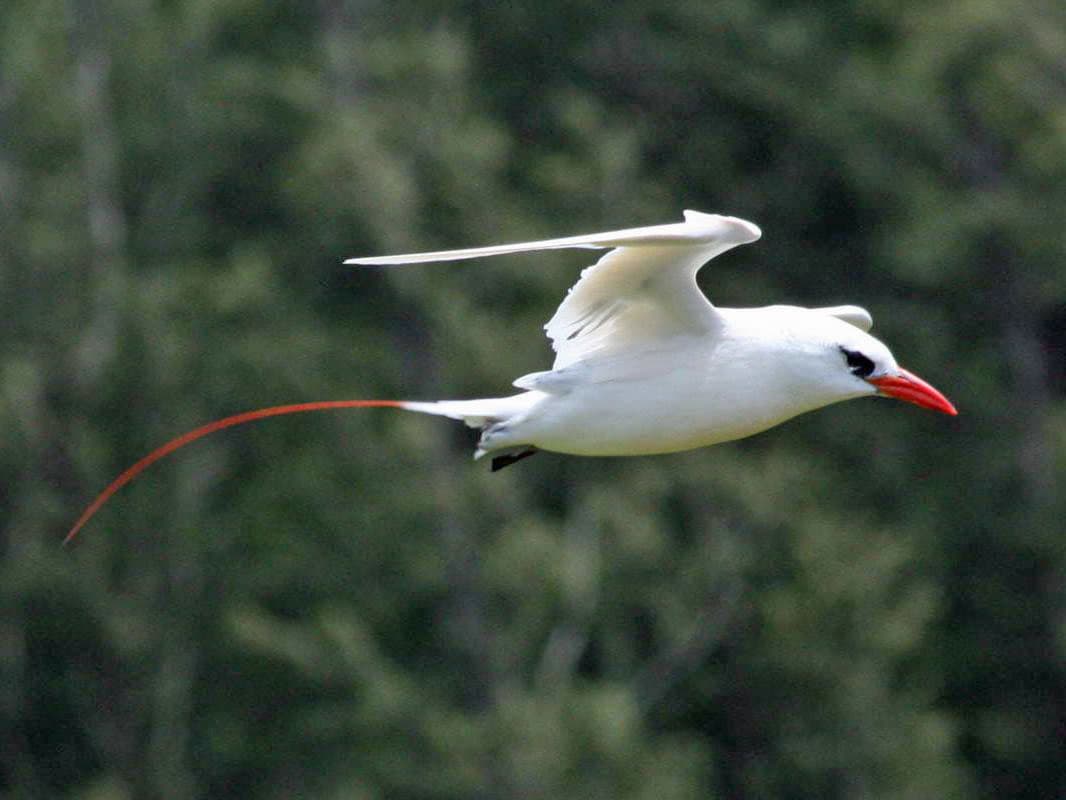 Red-tailed Tropicbird photo