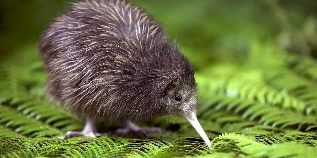 North Island Brown Kiwi photo