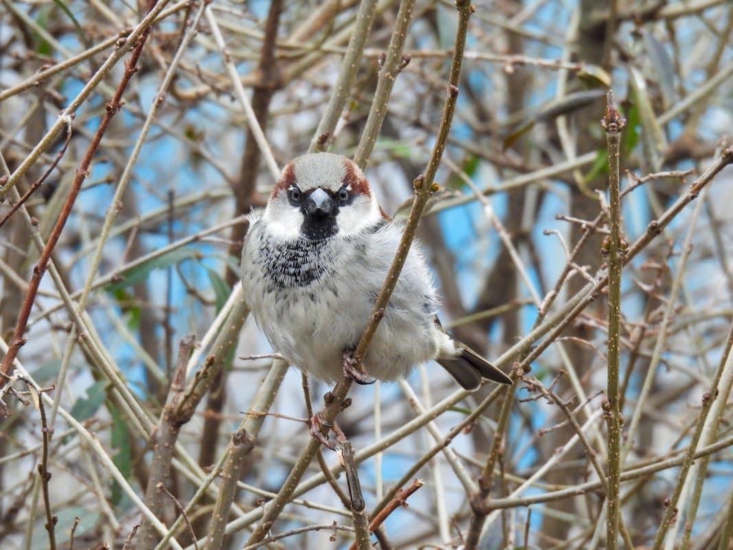 a small bird sitting on a branch of a tree