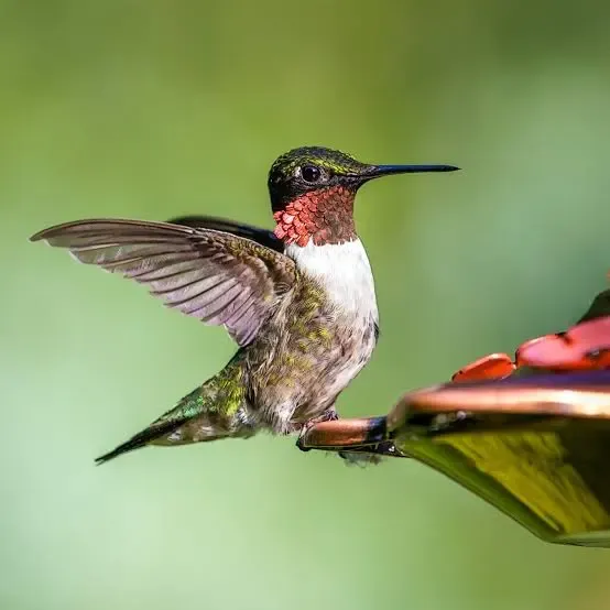 Ruby-throated Hummingbird photo