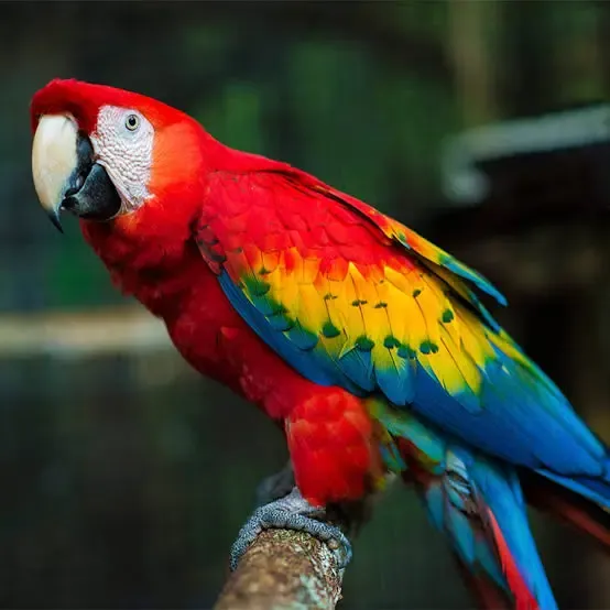 Scarlet Macaw photo