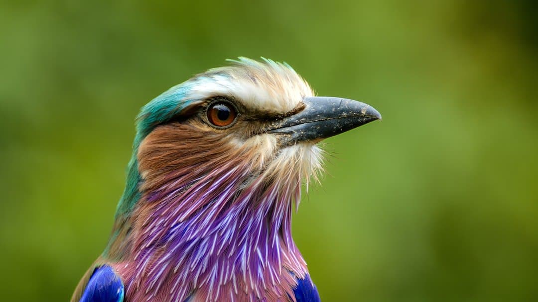 A vibrant lilac-breasted roller bird.