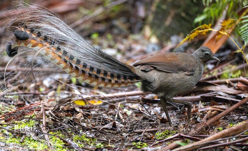 Superb Lyrebird photo
