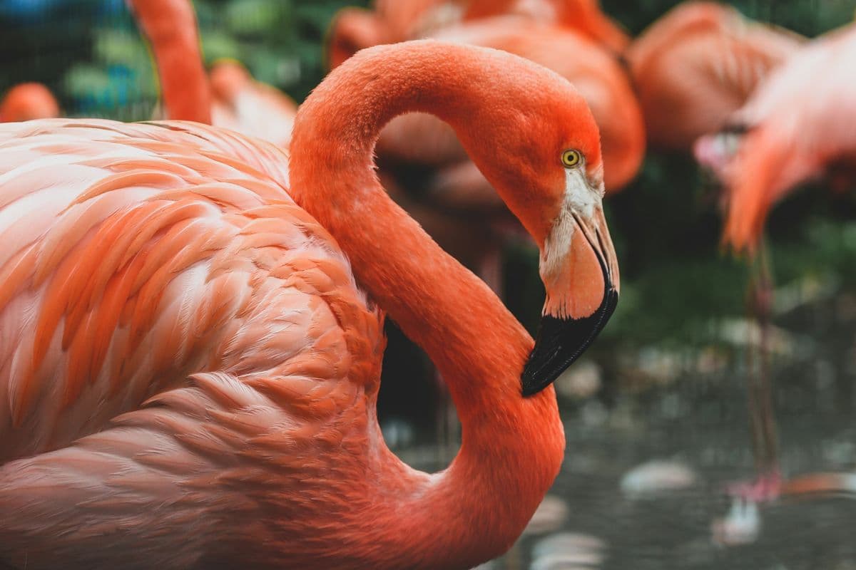 Flamingo photo