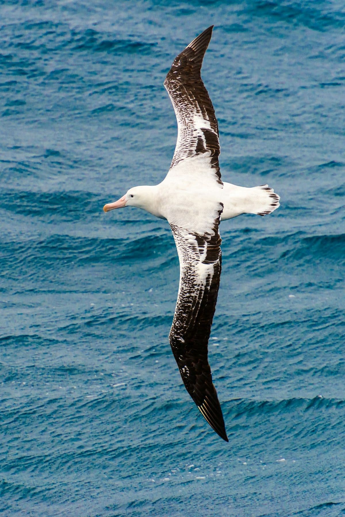 Wandering Albatross photo