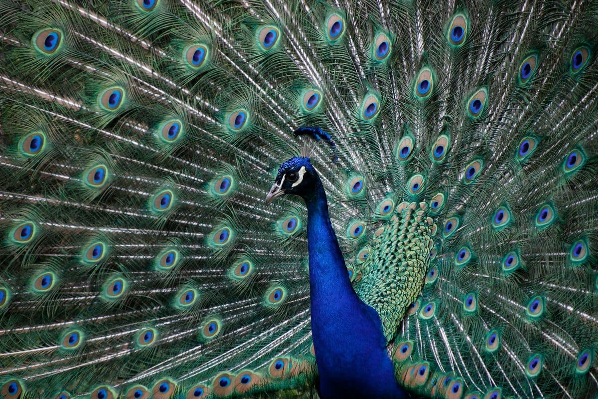 Indian Peafowl photo
