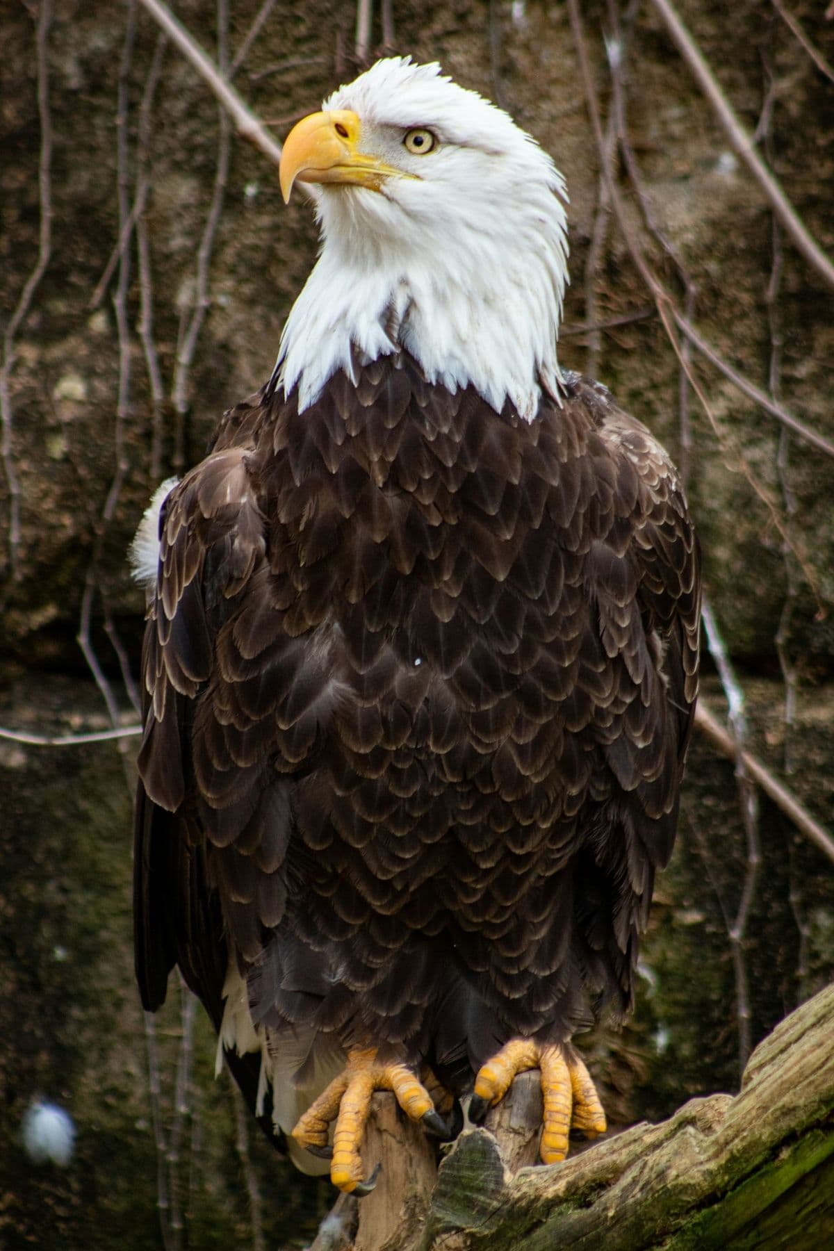 Bald Eagle photo