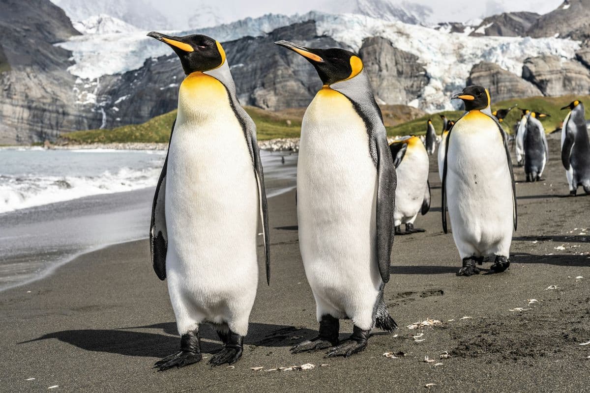 King Penguin photo