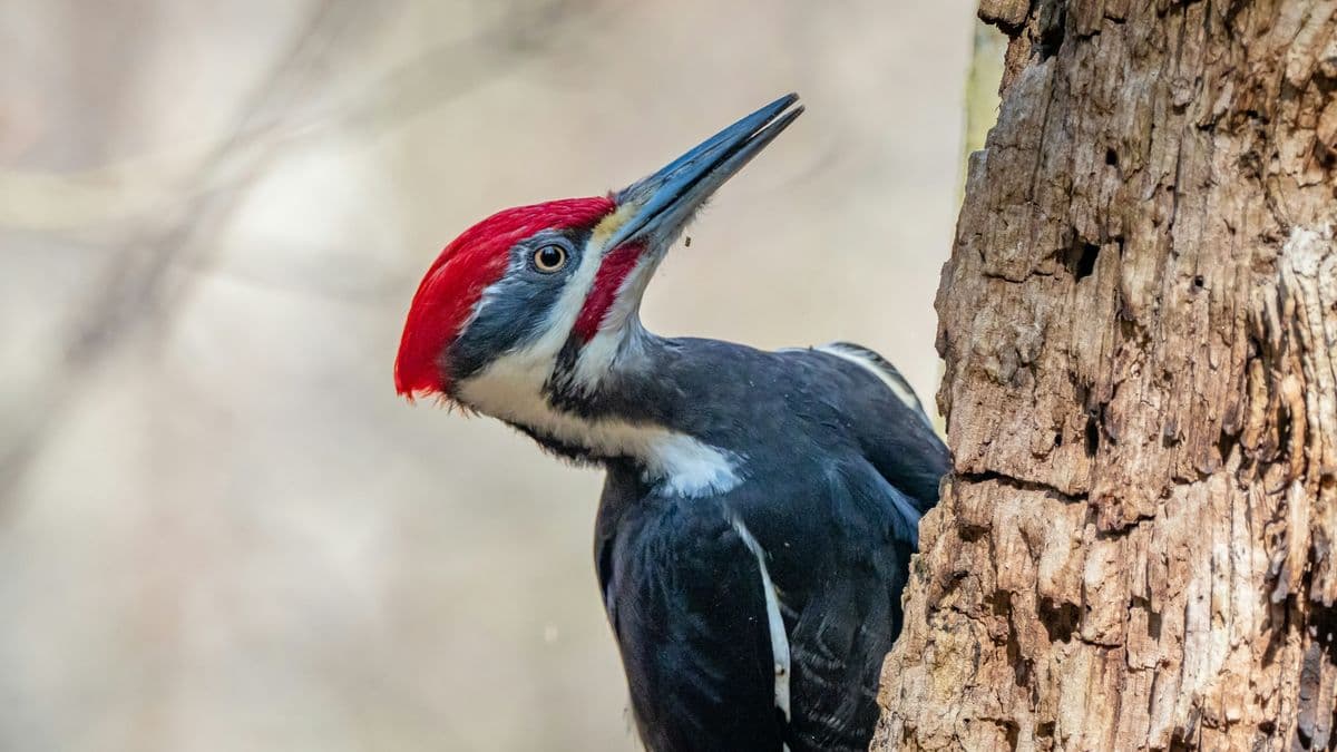 Pileated Woodpecker photo