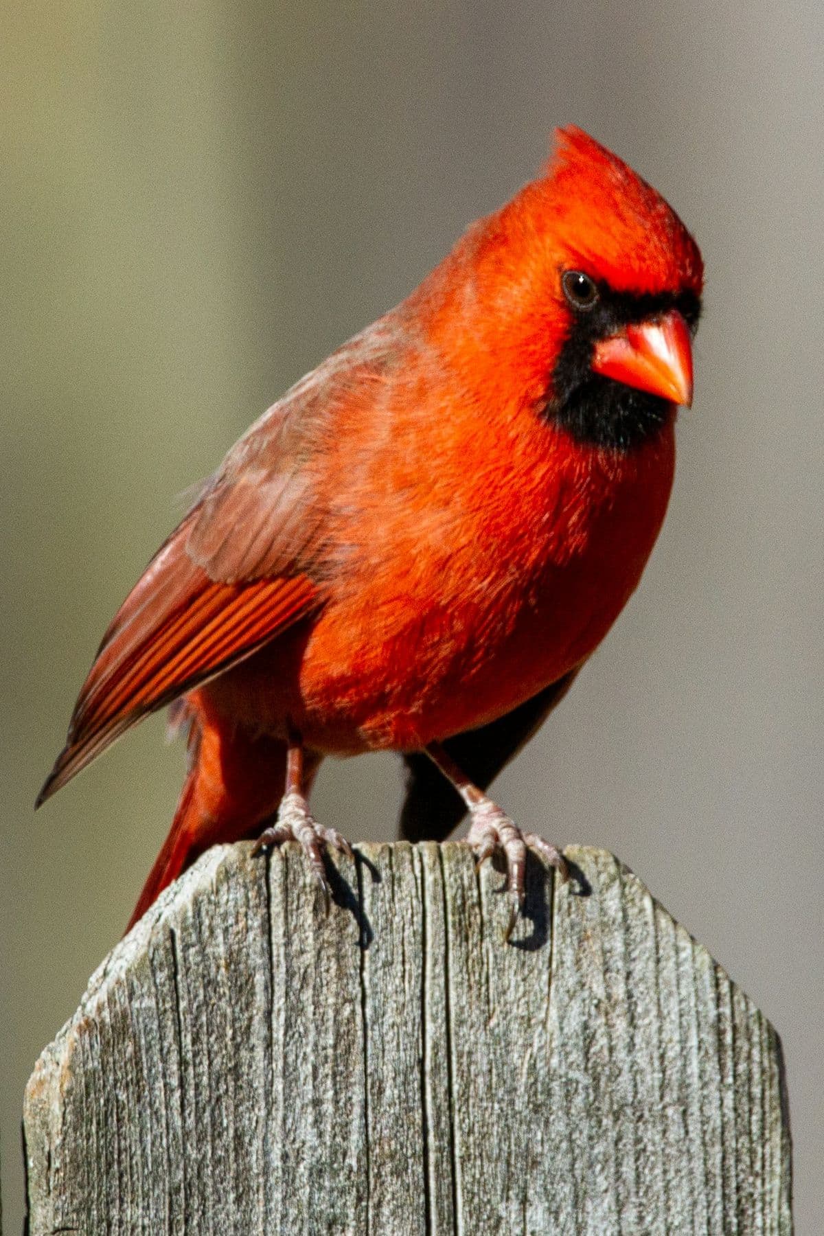Northern Cardinal photo