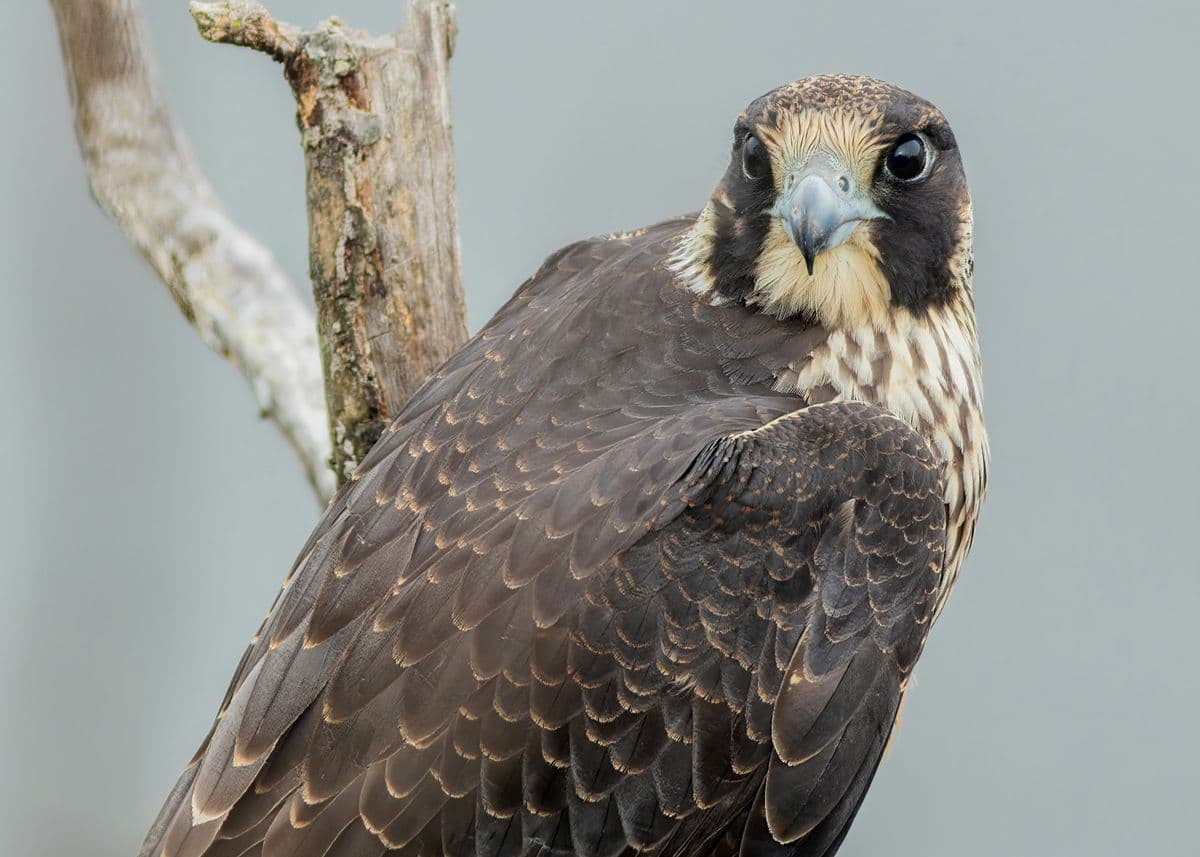 Peregrine Falcon photo