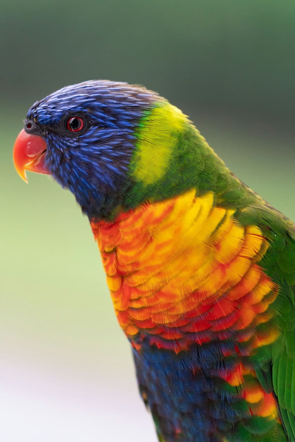 Rainbow Lorikeet photo