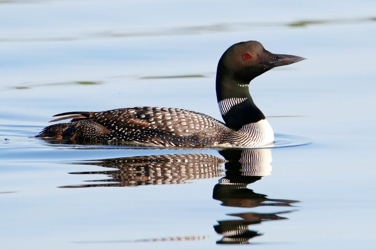 Common Loon photo