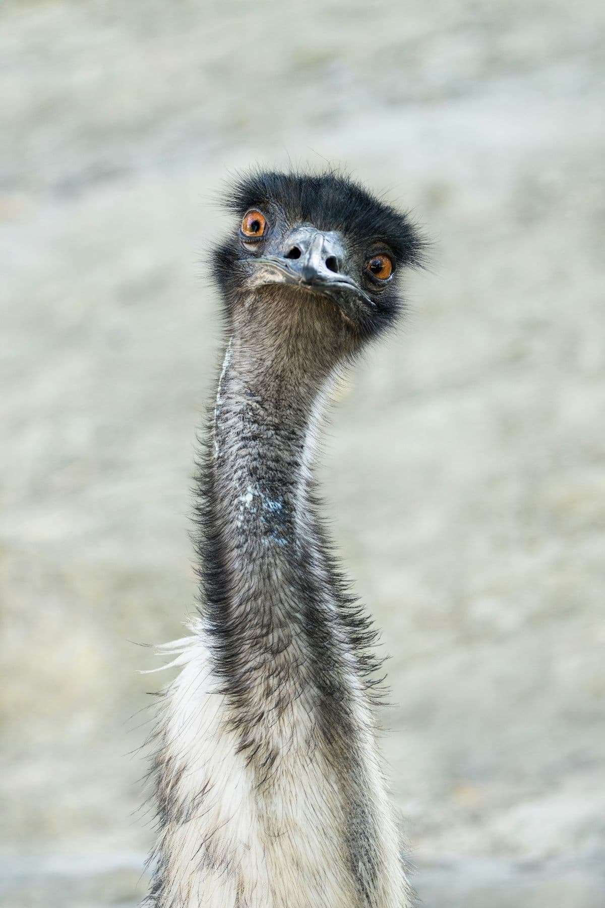 Emu photo
