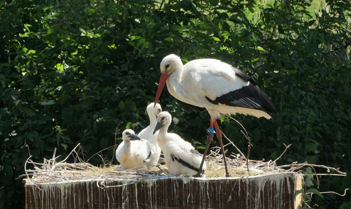 White Stork photo