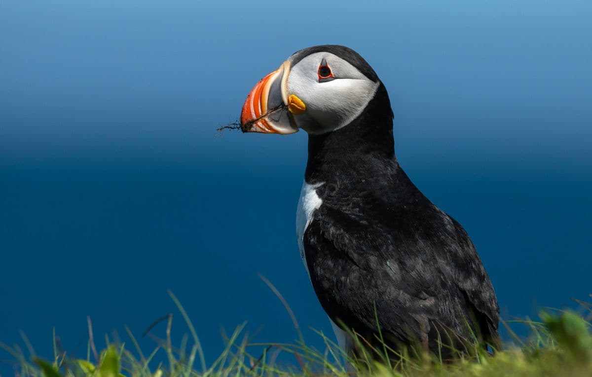 Atlantic Puffin photo