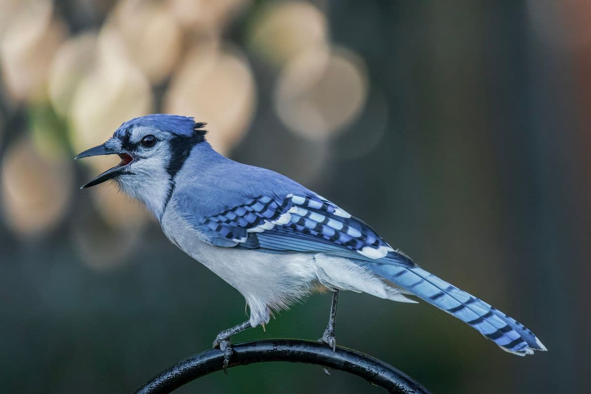 Blue Jay photo