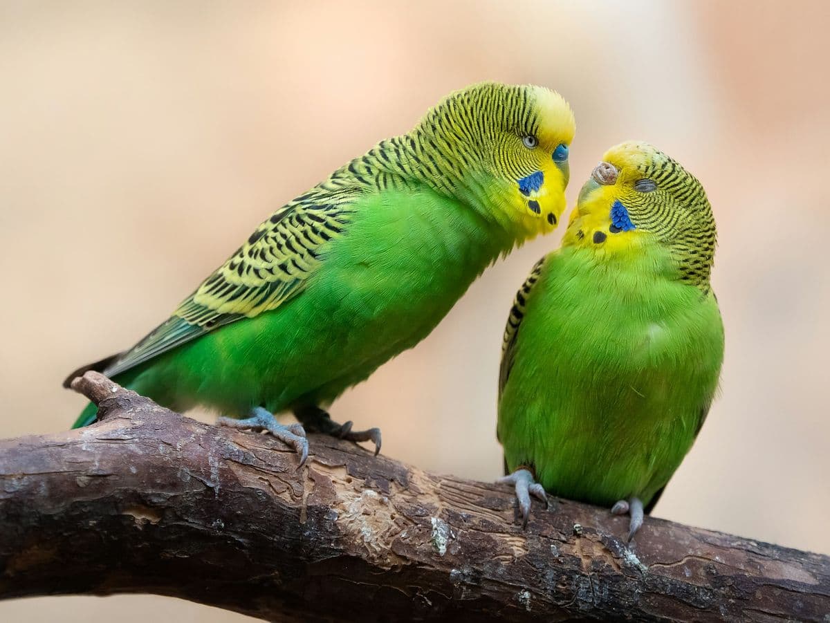 Budgerigar photo