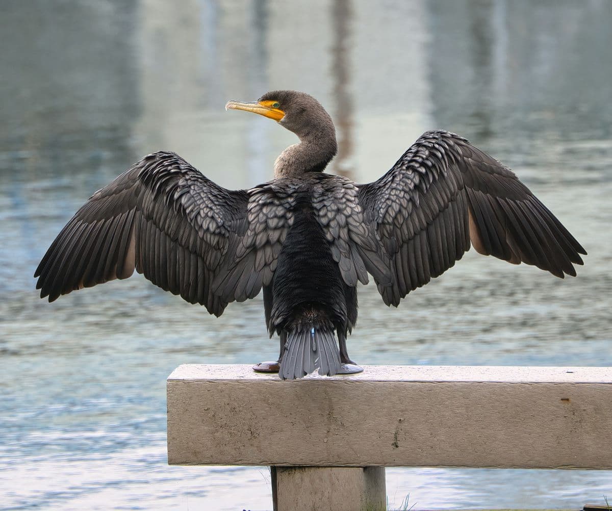 Great Cormorant photo