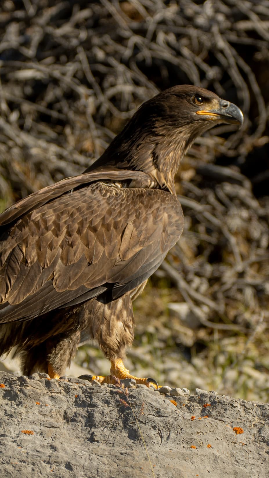 Golden Eagle photo