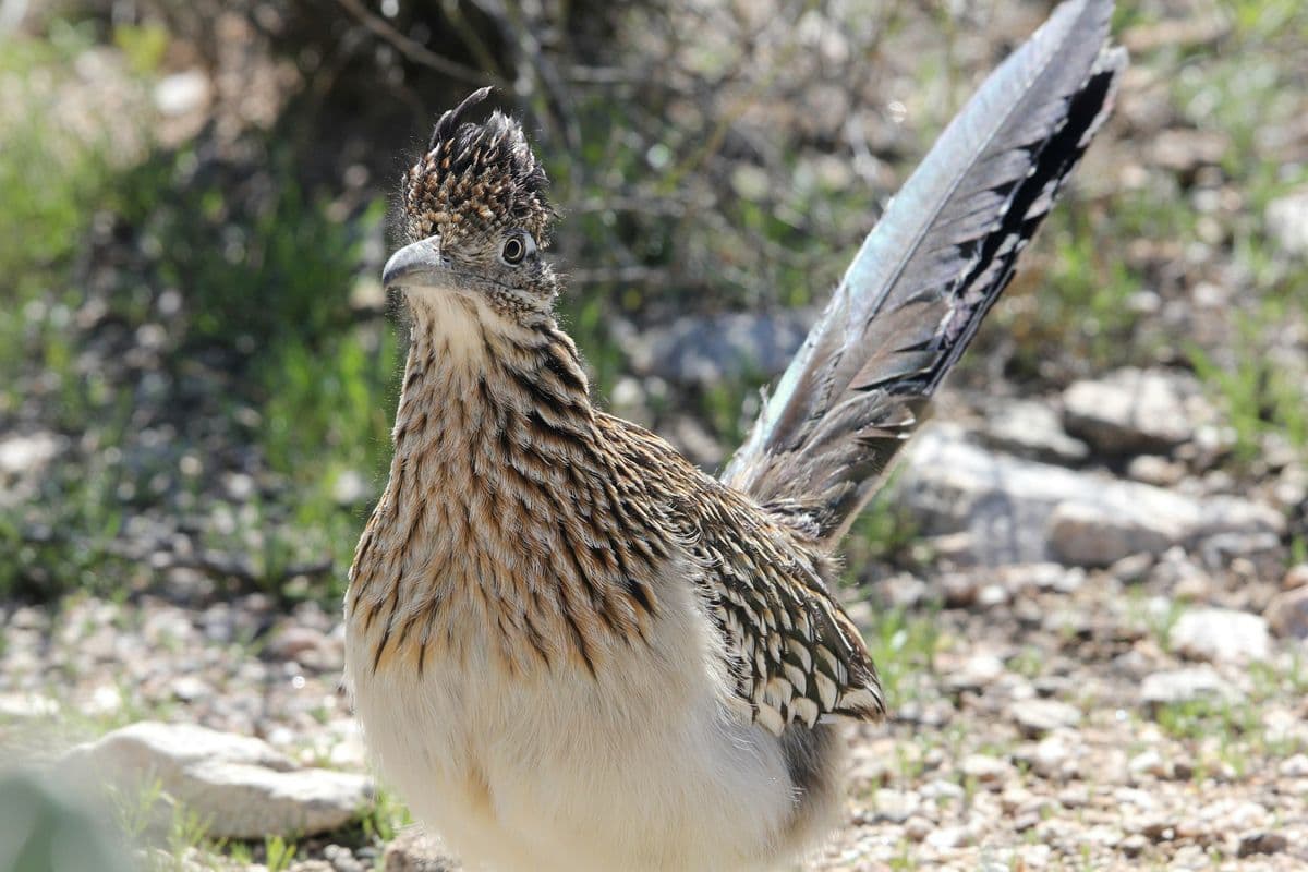 Greater Roadrunner photo