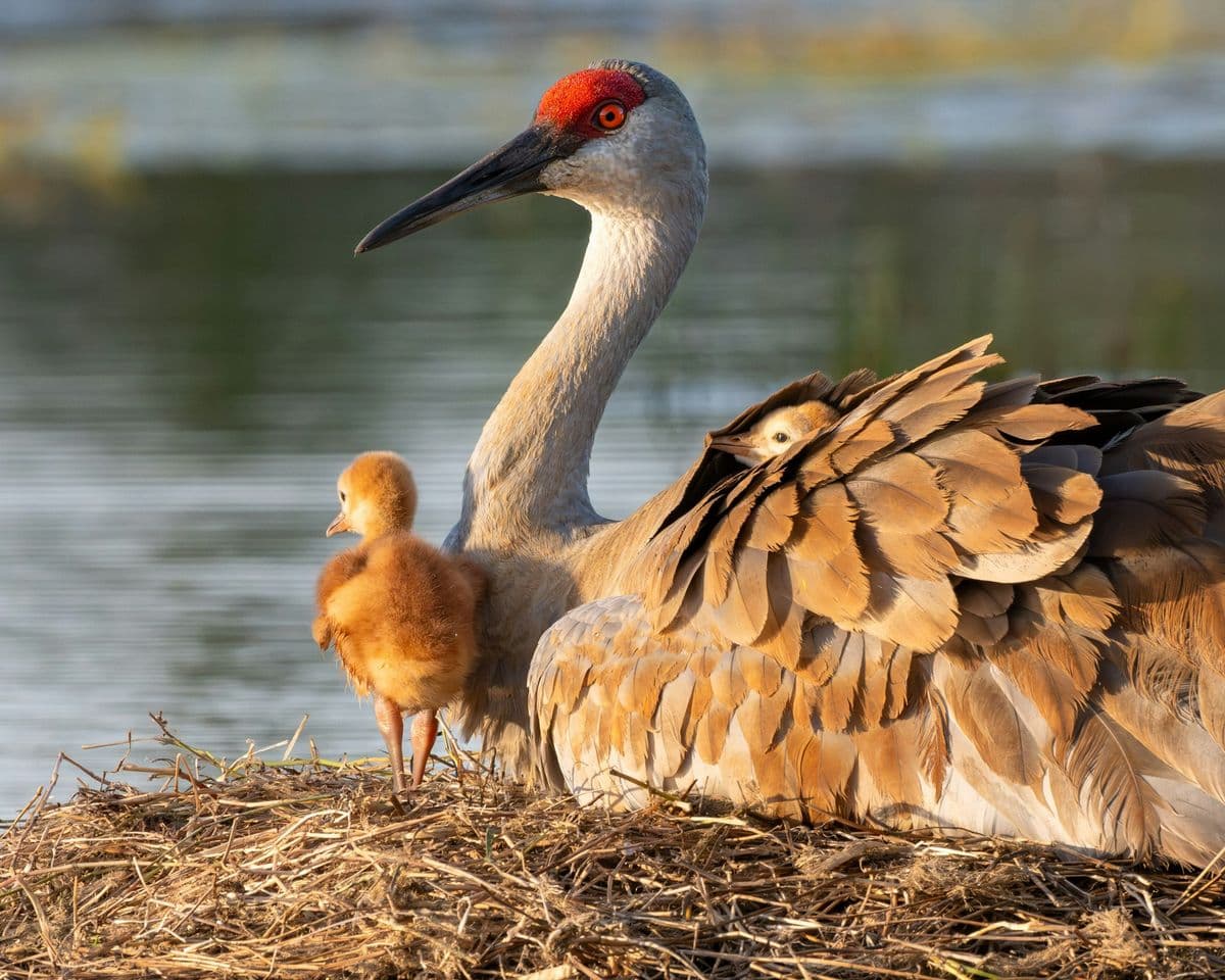 Sandhill Crane photo