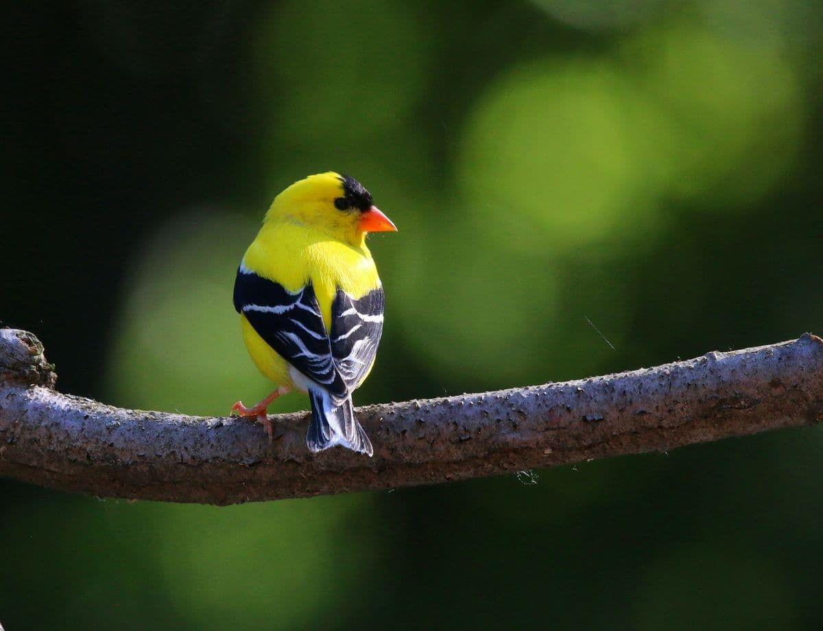 American Goldfinch photo