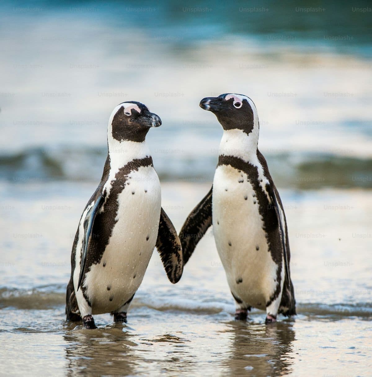 African Penguin photo