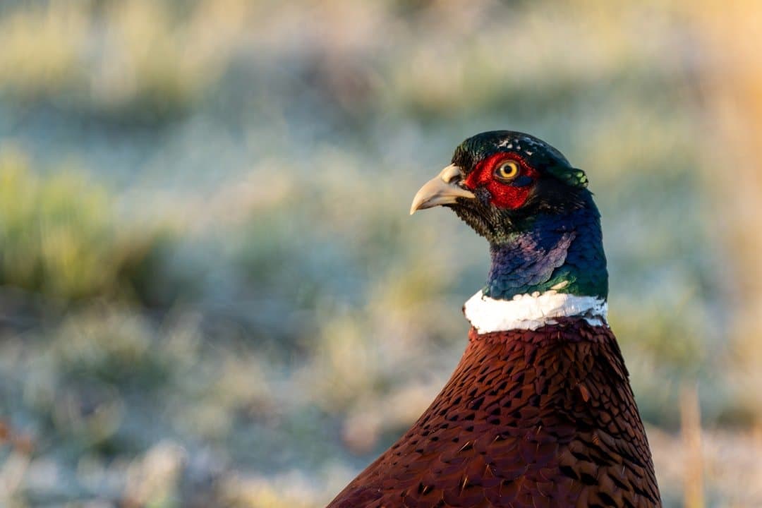a close up of a bird with a blurry background