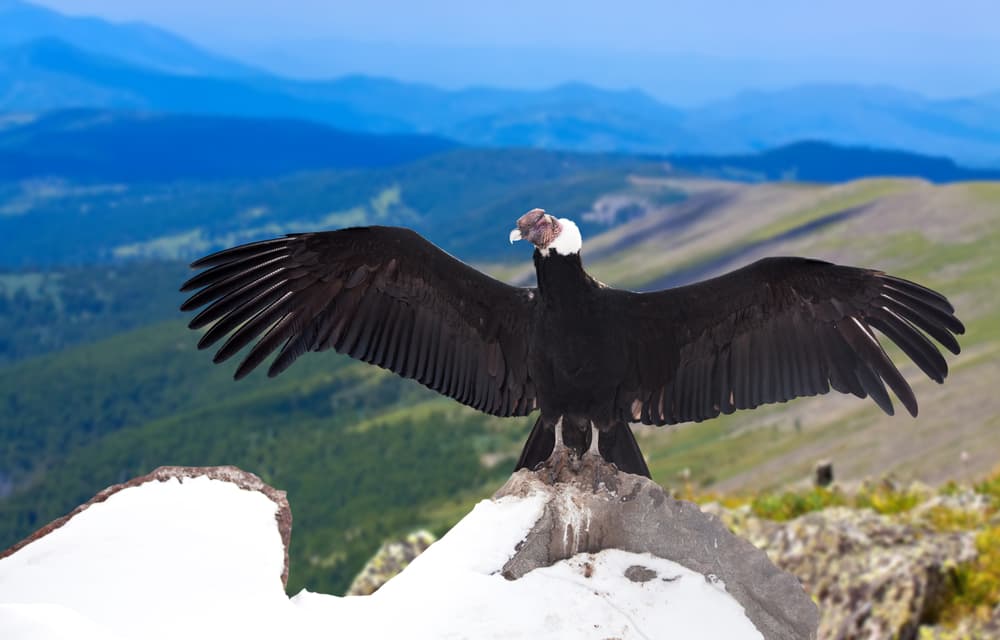 Andean Condor photo