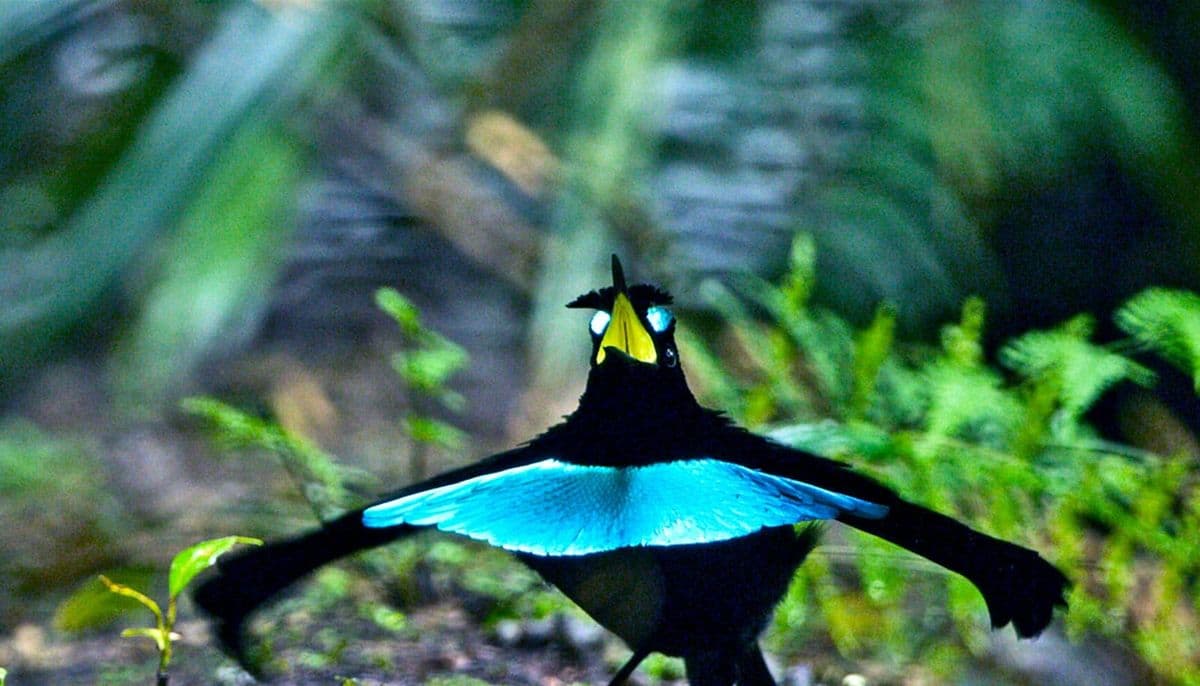 Superb Bird Of Paradise photo