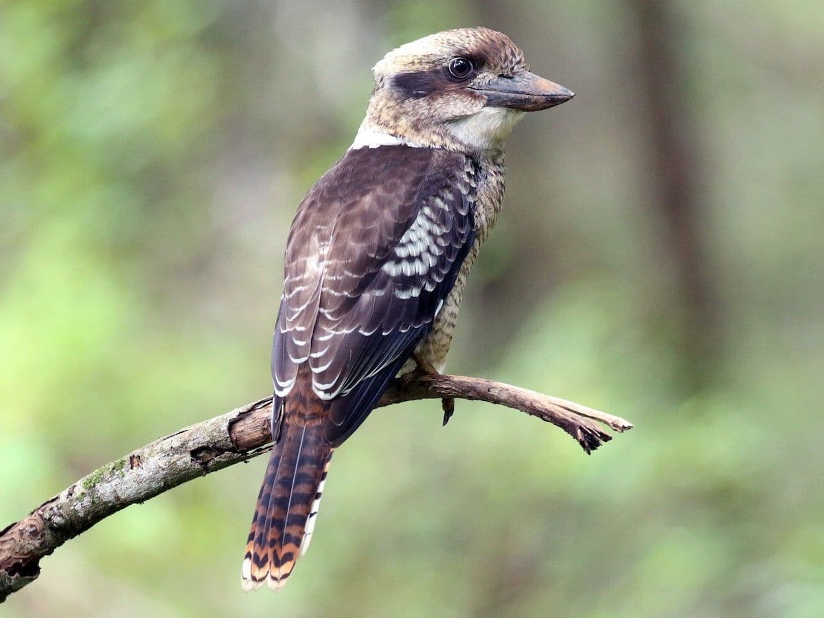 Laughing Kookaburra photo