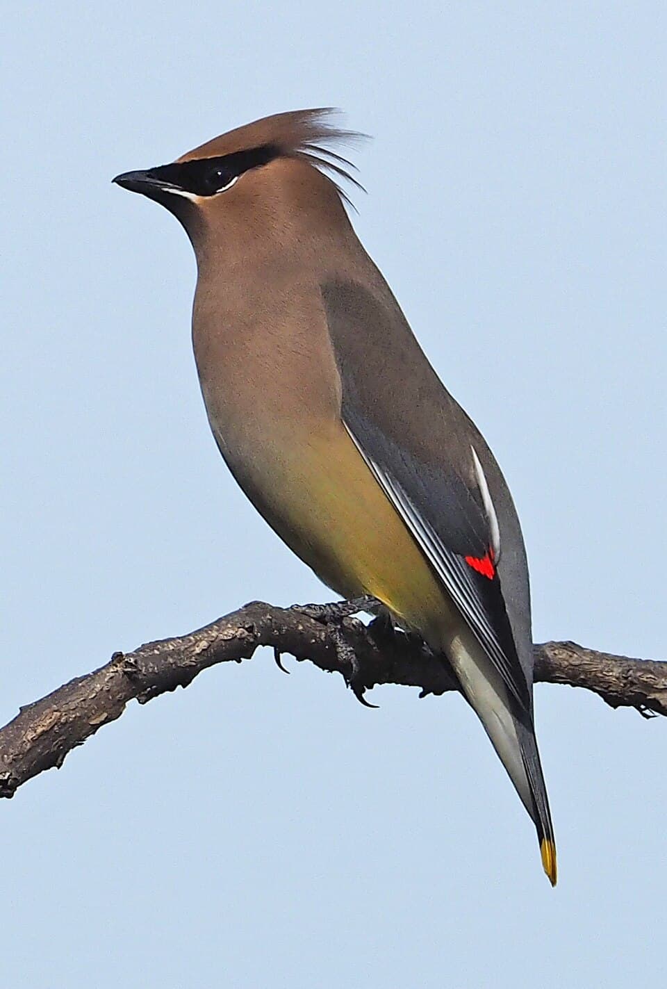 Cedar Waxwing photo