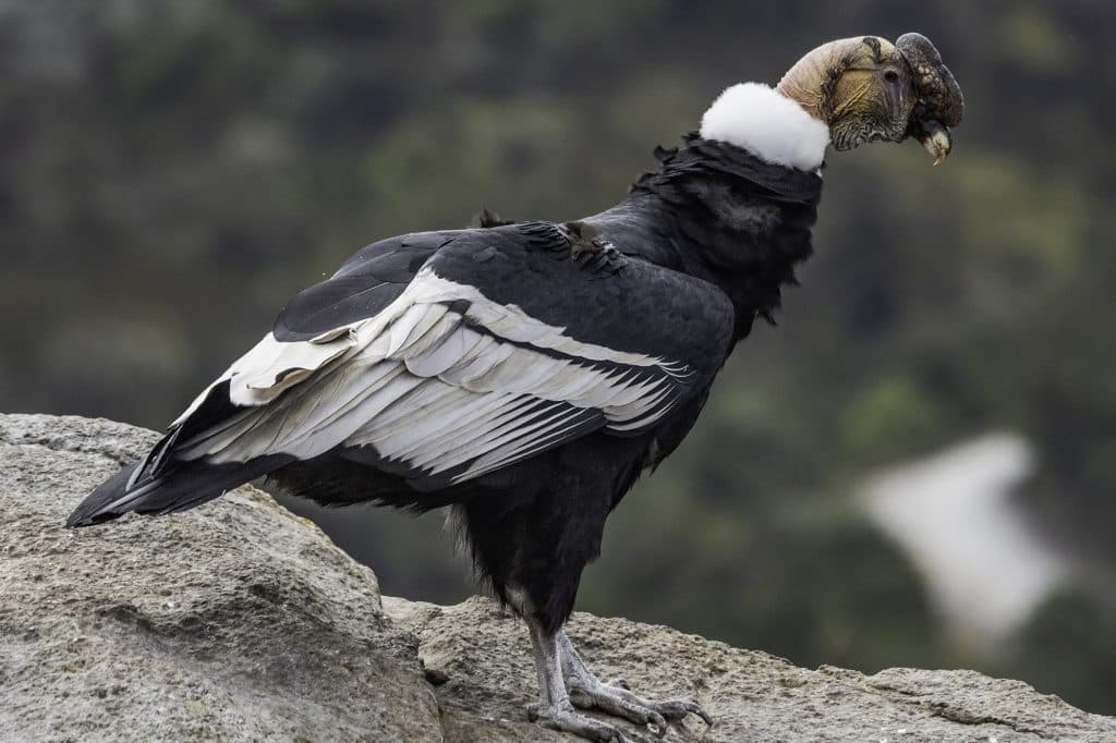 Andean Condor photo