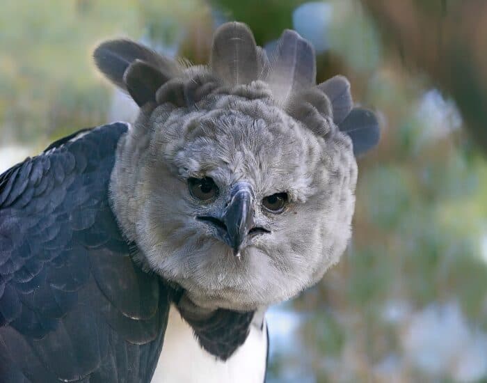 Harpy Eagle photo