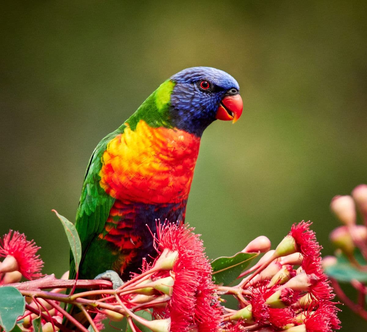 Rainbow-lorikeets-Trichoglossus-moluccanus-shutterstock-1800x1631.jpg