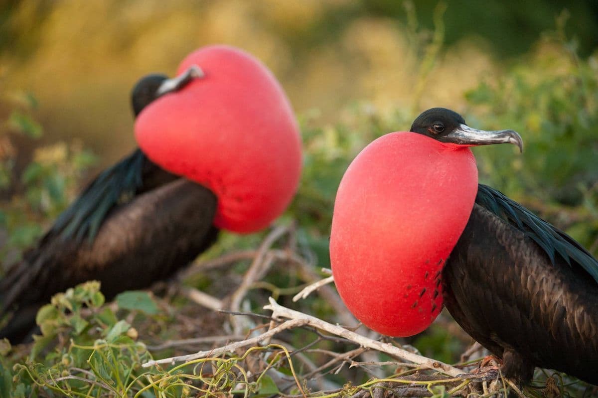 Great Frigatebird photo