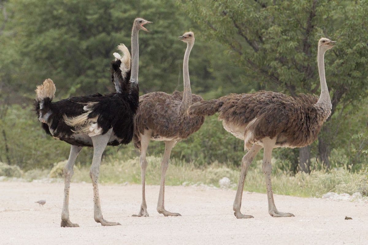 Common Ostrich photo