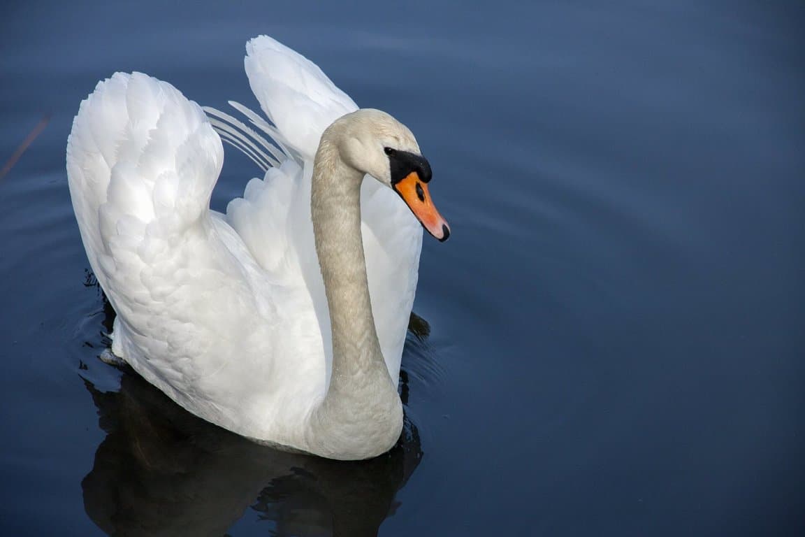 Mute Swan photo