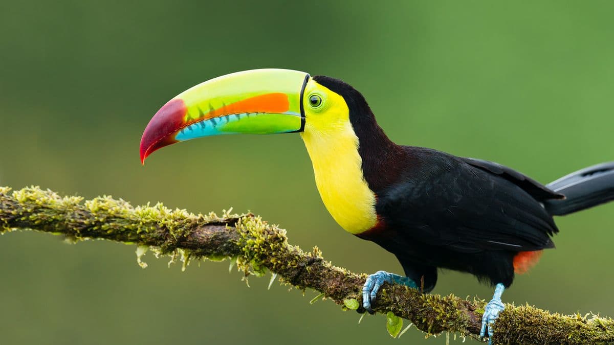 Toucan photo